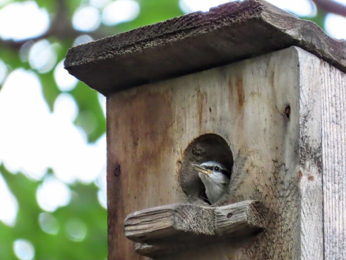 Птицы Владимира