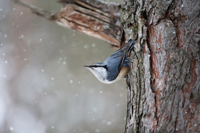 Поползень самка птица