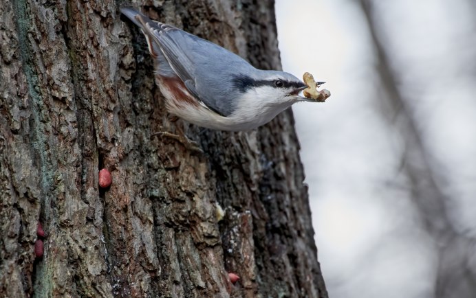 Птичьи домики синичник