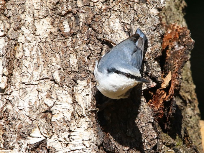 Птицы Кузбасса фото с названиями