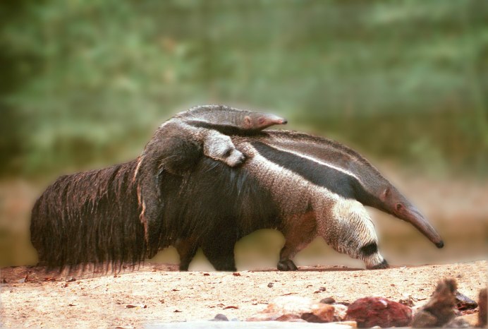 Мохнатый муравей (Mutillidae)