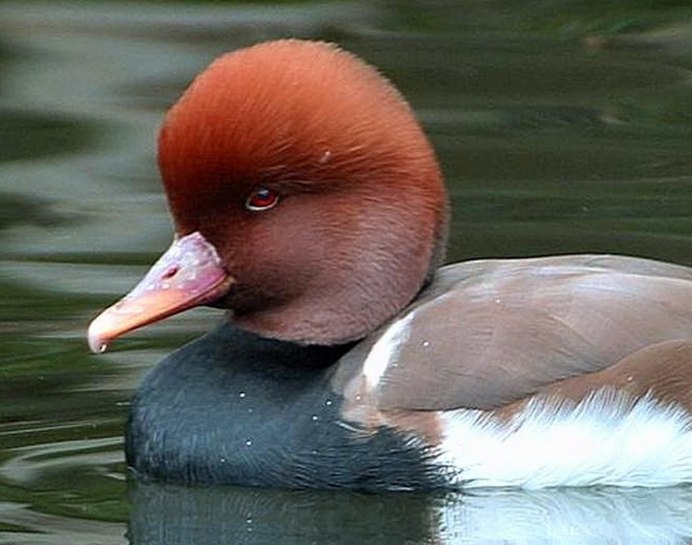 Ruddy Shelduck
