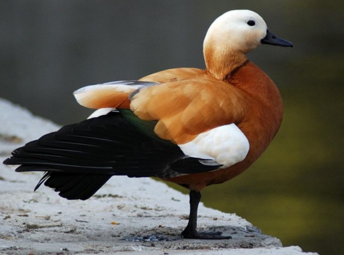 Ruddy Shelduck