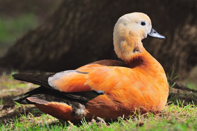 Огарь, красная утка (Tadorna ferruginea)
