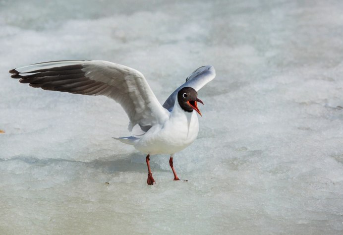 Chroicocephalus ridibundus