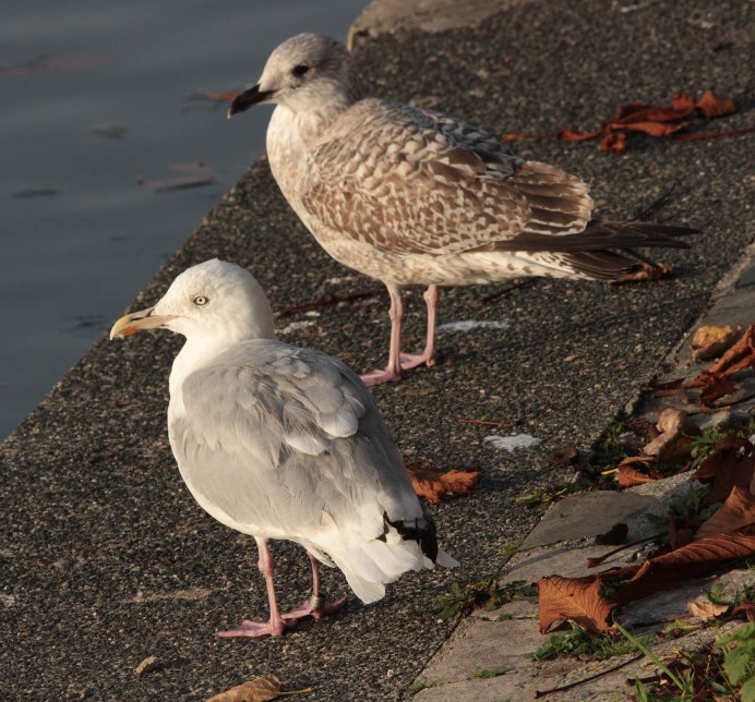 Серебристая Чайка (European Herring Gull)