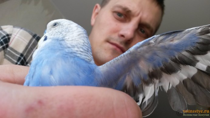 Blue & Gold Macaw Parrots