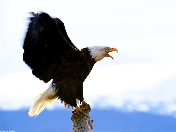 Белоголовый Орлан и человек