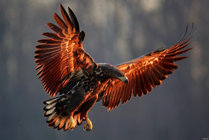 Орел и орлица в небе