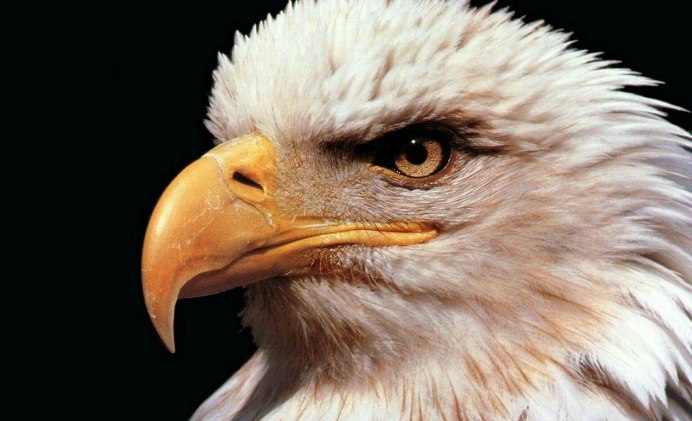 Белоголовый Беркут