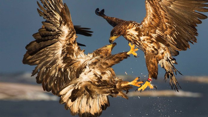 Орел с белым оперением