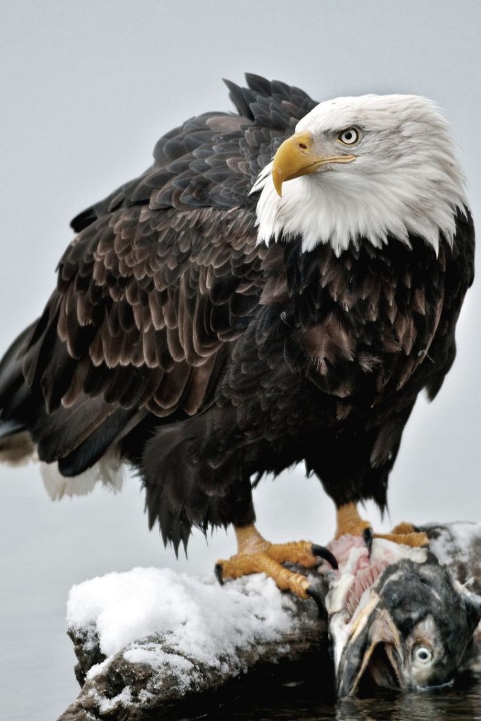 Беркут и Орлан белохвост