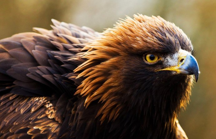 Хищные птицы Орлы