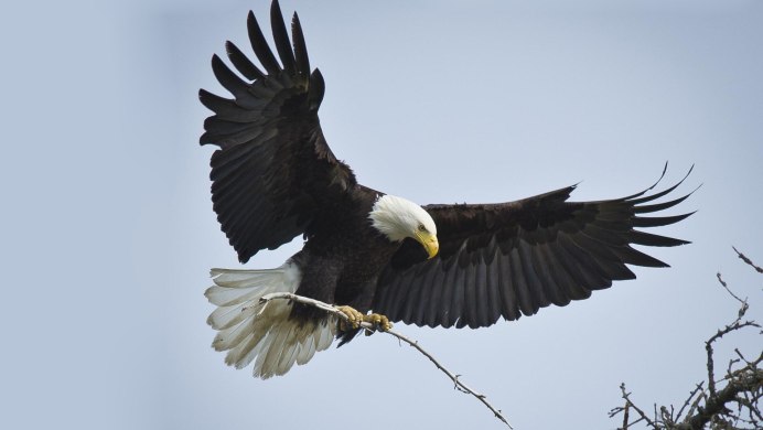 Орлан-белохвост белоголовый
