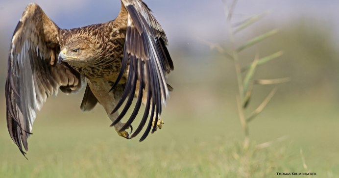 Соколообразные птицы