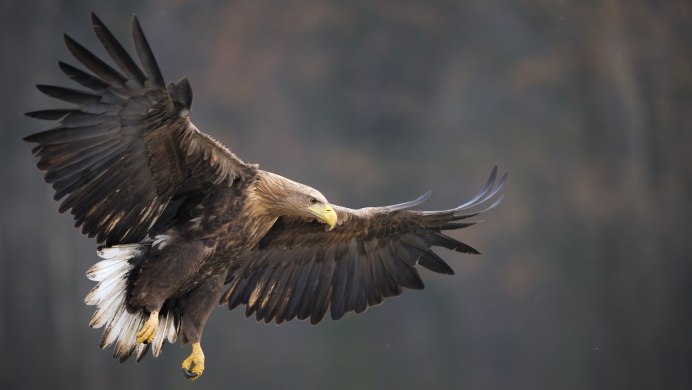 Ястребиный Орел Hieraaetus fasciatus