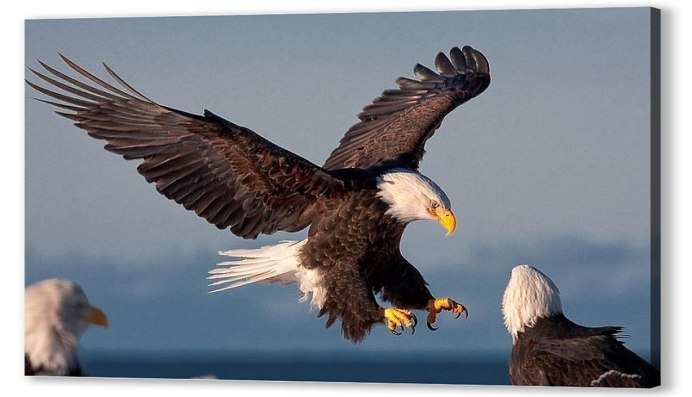 Золотистый Беркут