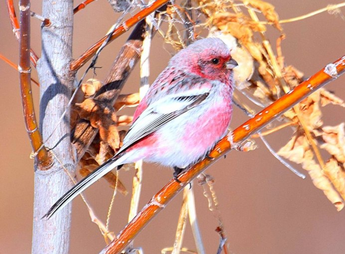 Uragus sibiricus