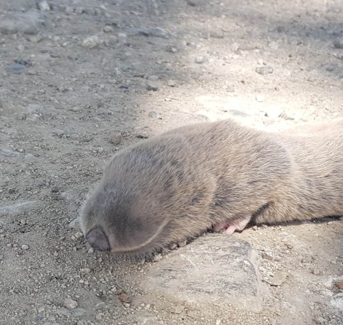 Королевский слепыш
