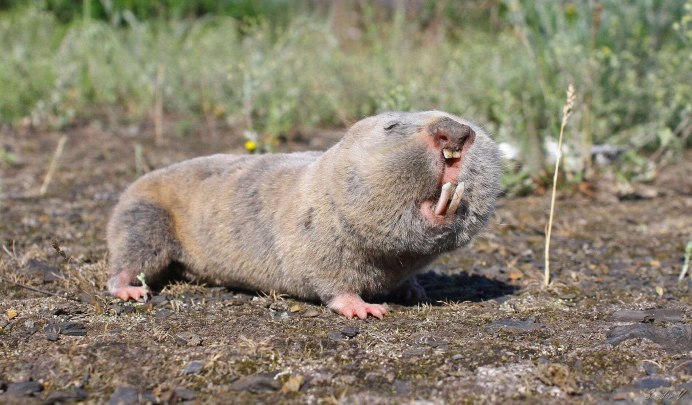 Обыкновенный слепыш (Spalax microphthalmus)