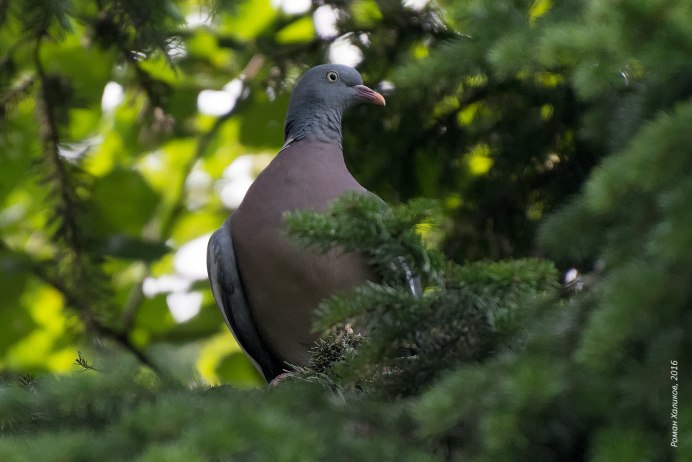 Вяхирь (Columba palumbus)