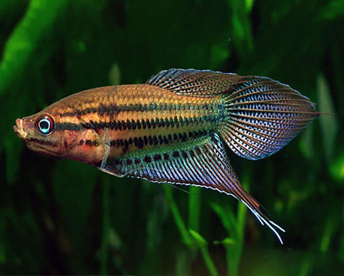 Гурами ворчащий Trichopsis vittata
