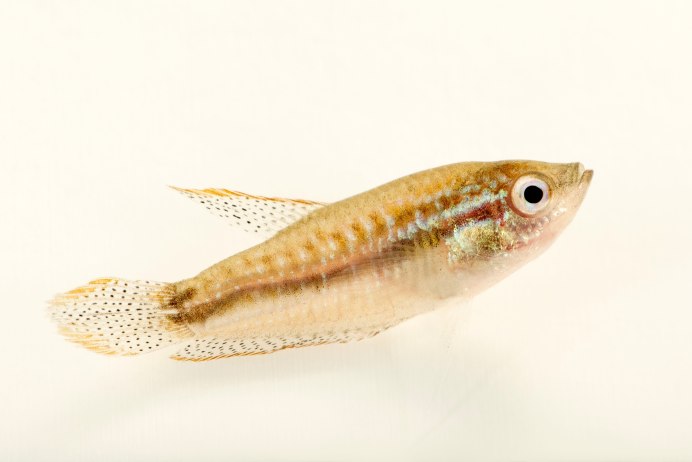 Гурами ворчащий Trichopsis vittata