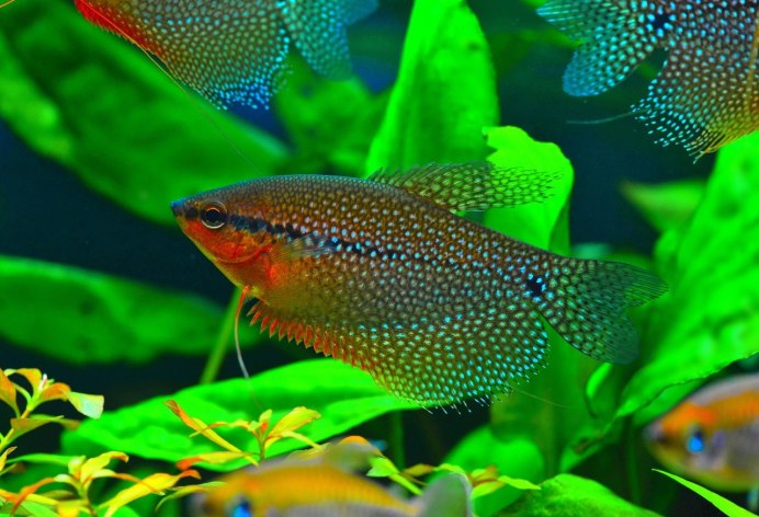 Trichopsis vittata