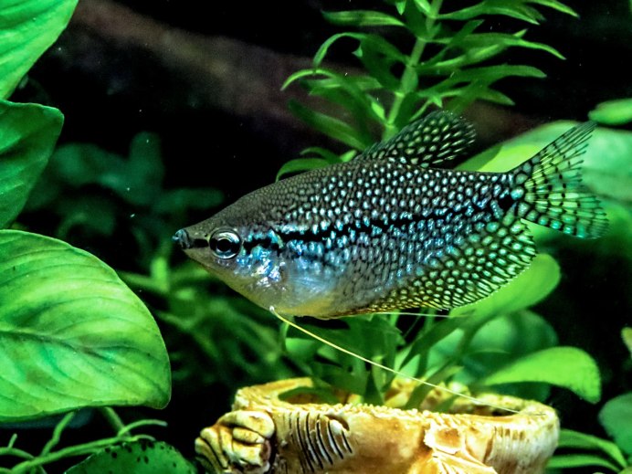 Гурами карликовый Пумила (Trichopsis pumila)