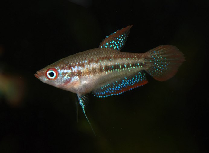 Пятнистый гурами Trichogaster trichopterus