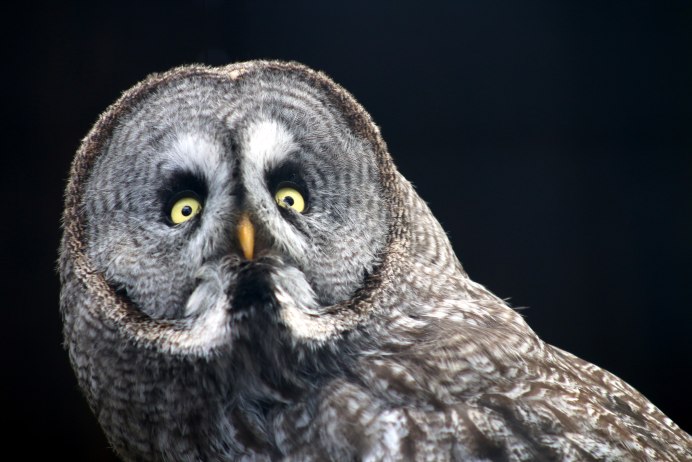 Серый Филин