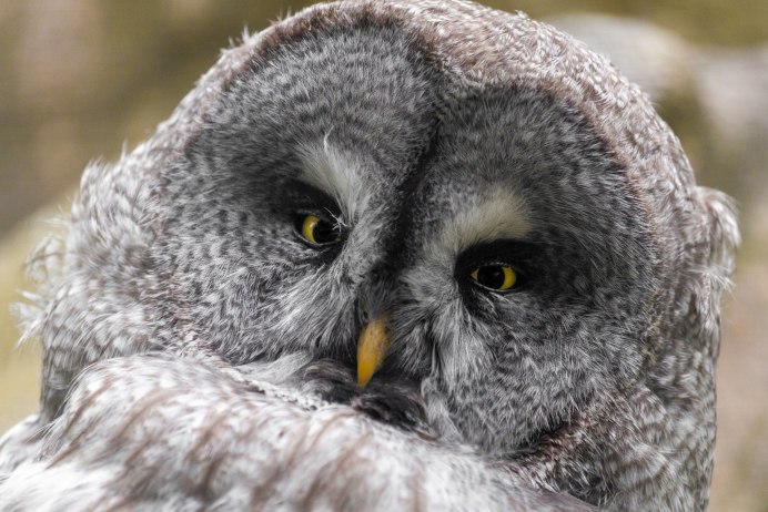 Большая серая Сова неясыть