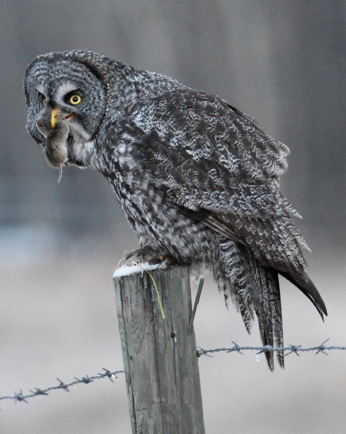 Бородатая неясыть большая