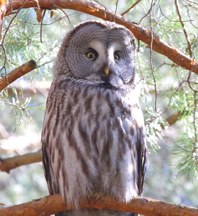 Бородатая неясыть Совиные