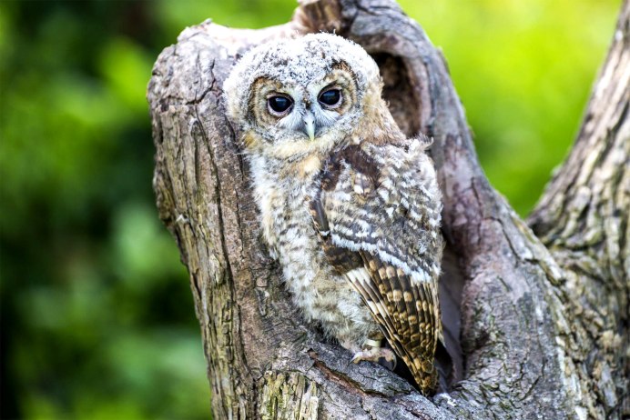 Бородатая неясыть размах крыльев