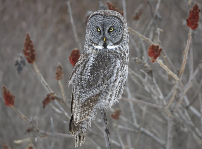 Лапландская бородатая неясыть