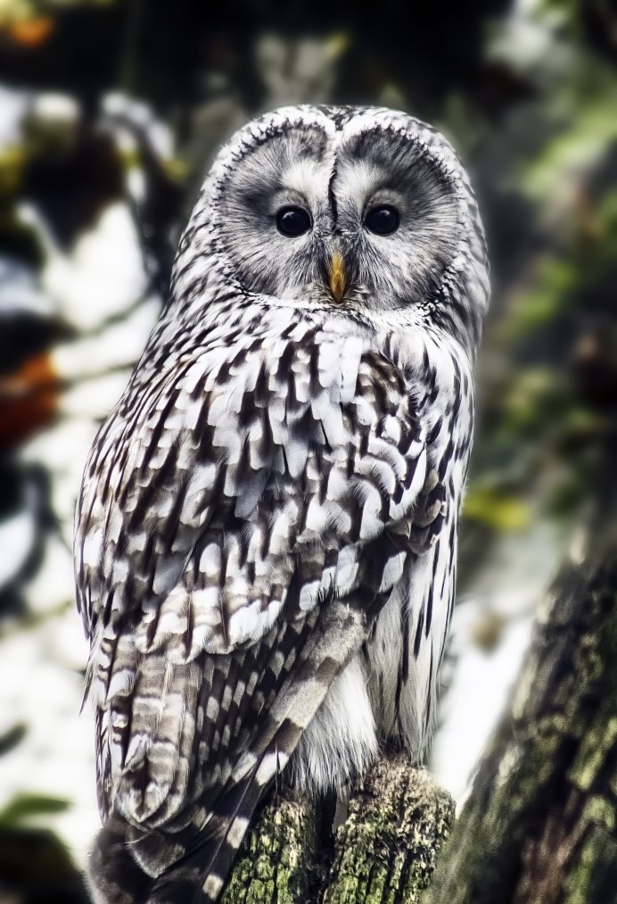 Сова серая неясыть