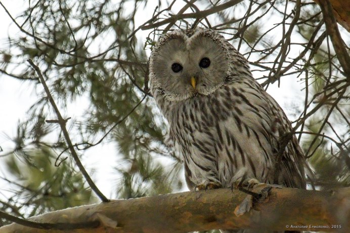 Сова серая неясыть
