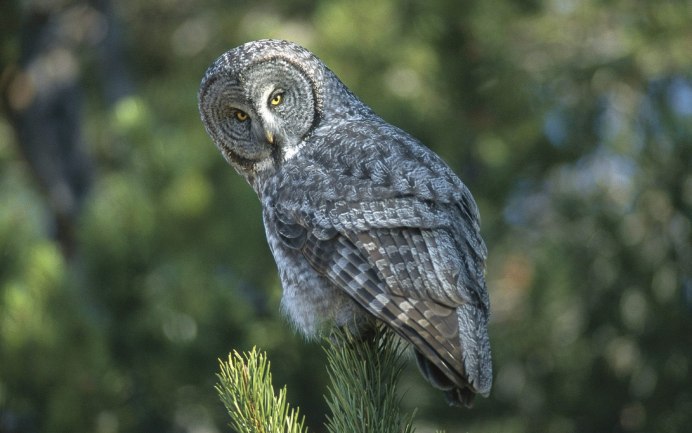 Бородатая неясыть маскировка