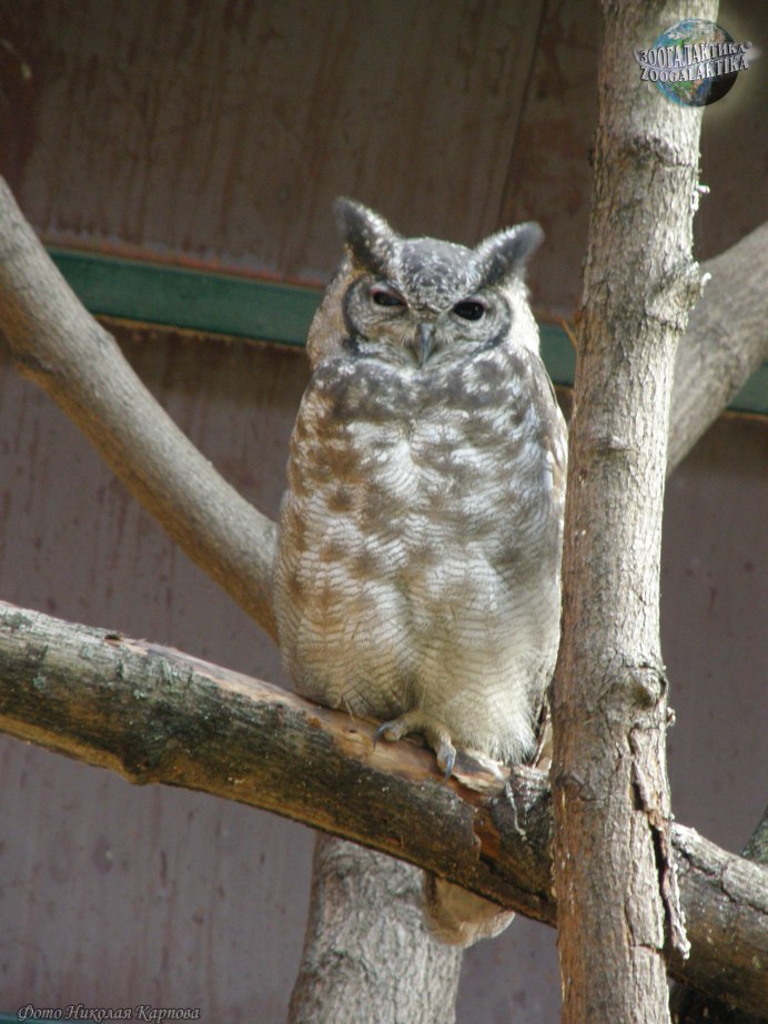 Сова на ветке