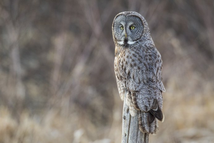 Бородатая неясыть