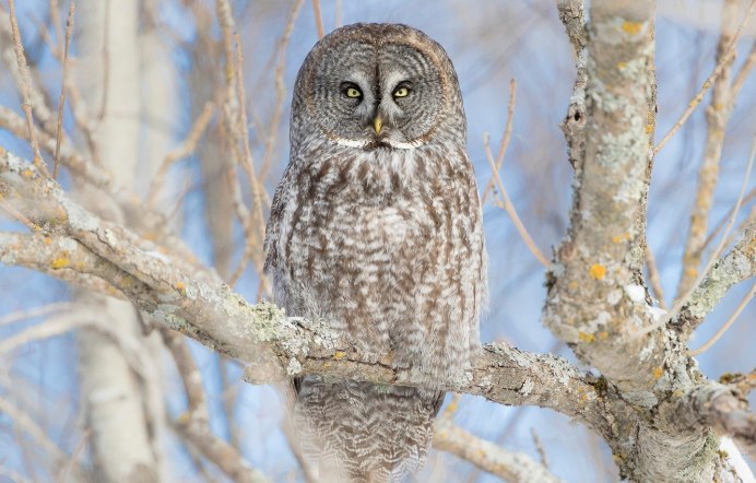 Серая неясыть питание