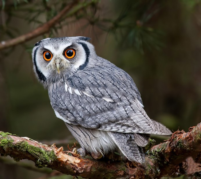 Сова пестрая неясыть