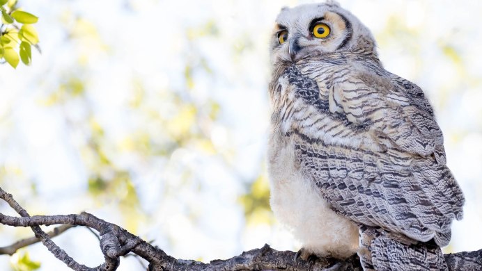 Серая неясыть Совиные