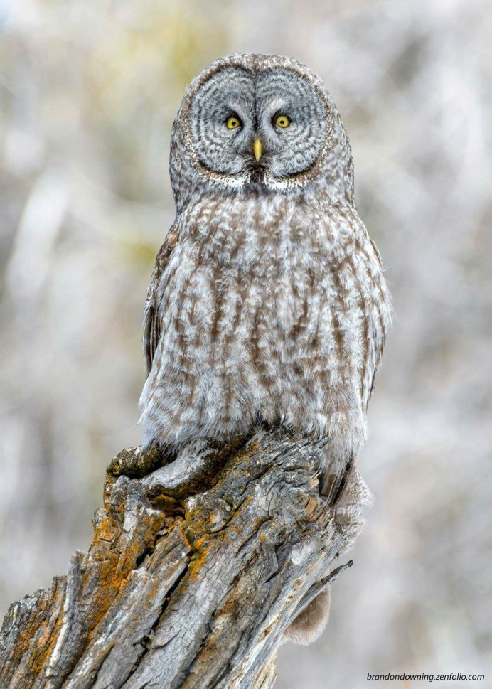 Серый Филин