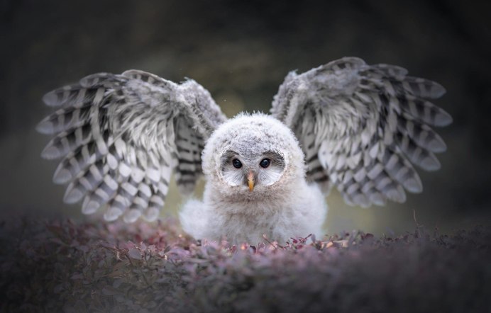 Серый Филин или абиссинский