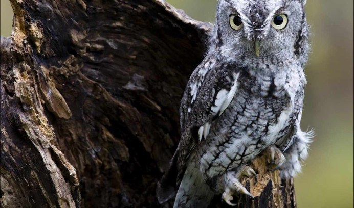 Голубая Сова