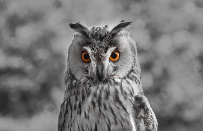 Серый Филин