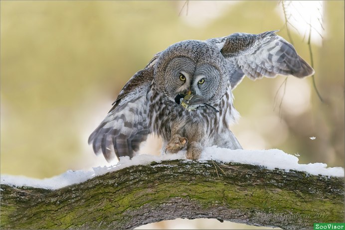 Бородатая сипуха