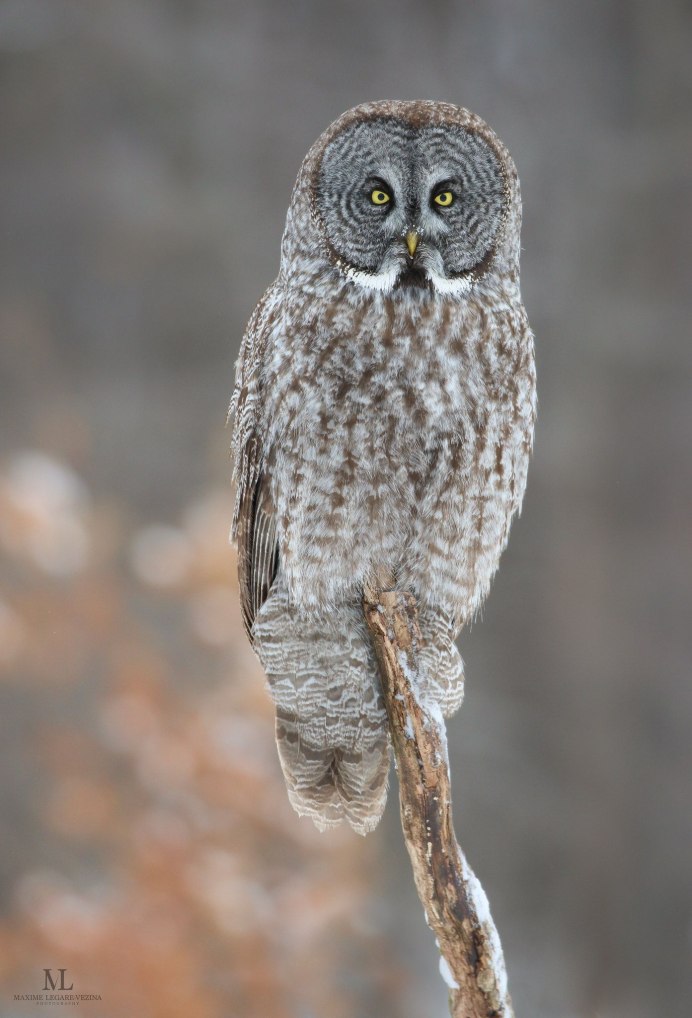 Бородатая неясыть